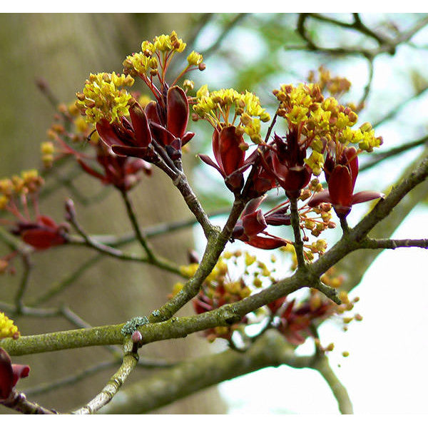 Acer platanoides 'Crimson King'