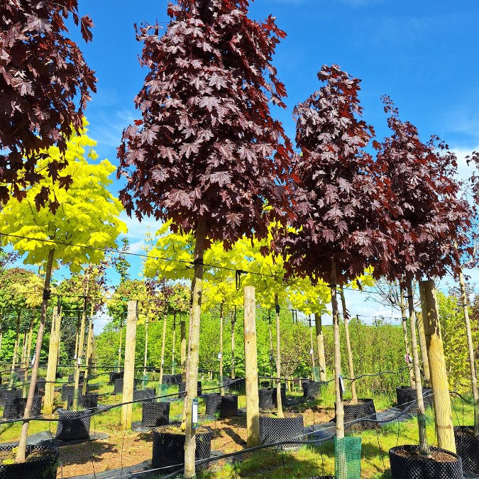 Acer platanoides 'Crimson Sentry' – Majestic Trees