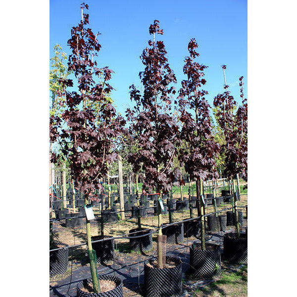 Acer platanoides 'Crimson Sentry' – Majestic Trees