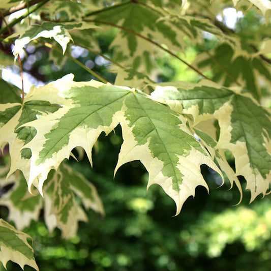 Acer platanoides 'Drumondii'