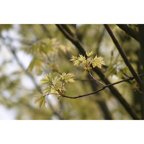 Acer platanoides 'Drumondii'