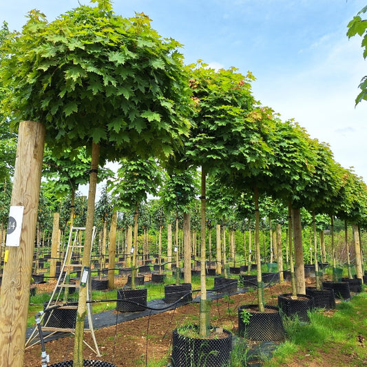 Acer platanoides 'Globosum'