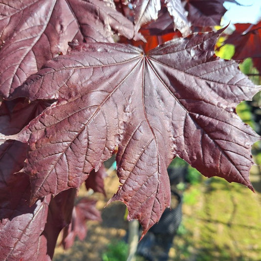 Acer platanoides 'Royal Red'