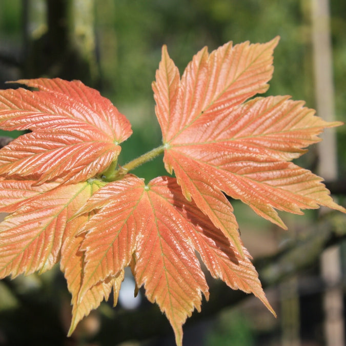 Acer pseudoplatanus 'Brilliantissimum'