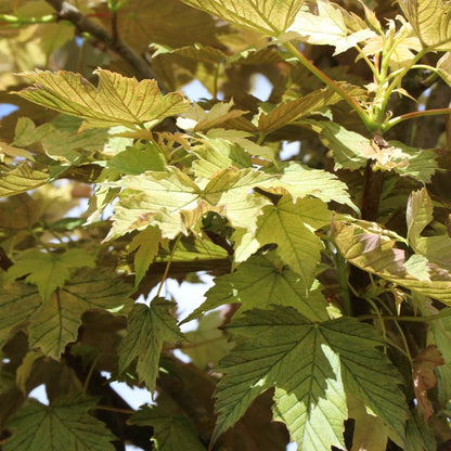 Acer pseudoplatanus 'Brilliantissimum'