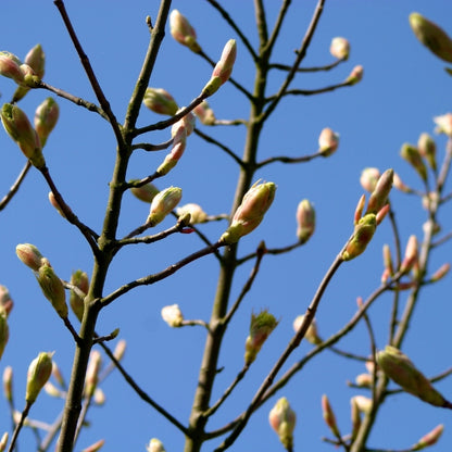 Acer pseudoplatanus 'Brilliantissimum'