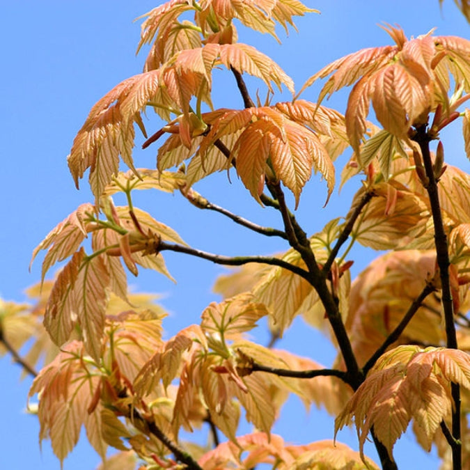 Acer pseudoplatanus 'Brilliantissimum'