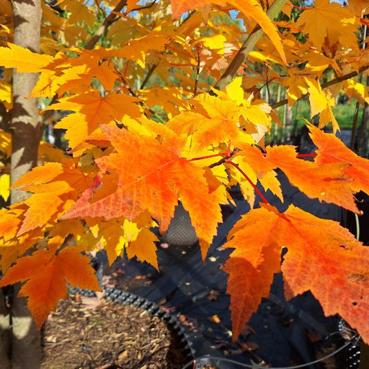 Acer rubrum