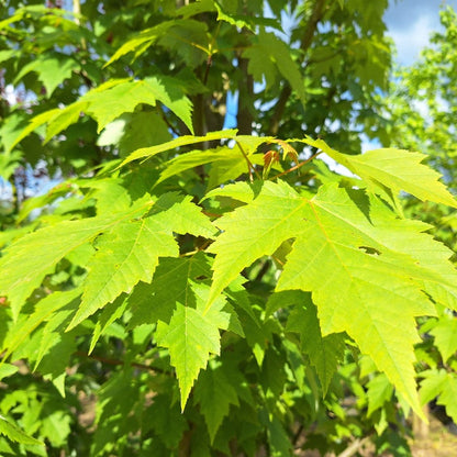 Acer rubrum