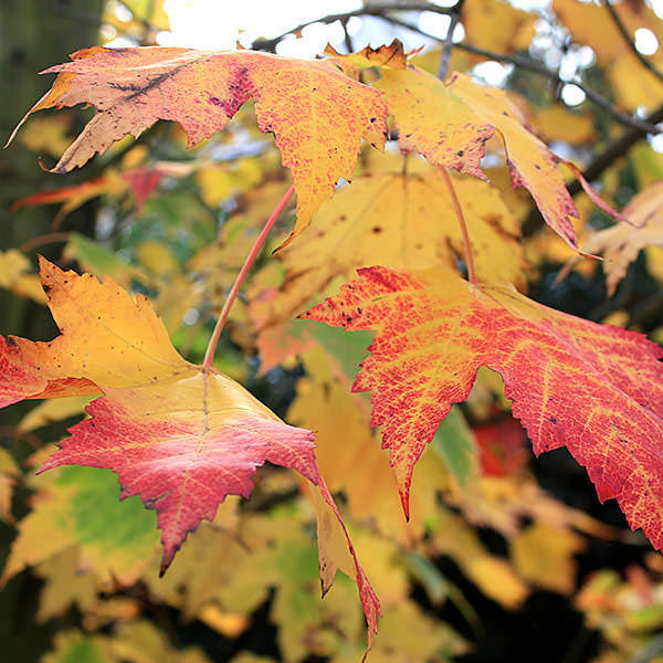 Acer rubrum