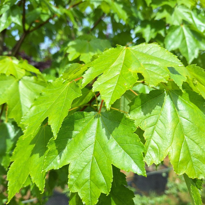 Acer rubrum 'October Glory'