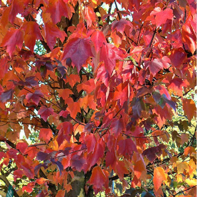Acer rubrum 'October Glory' – Majestic Trees