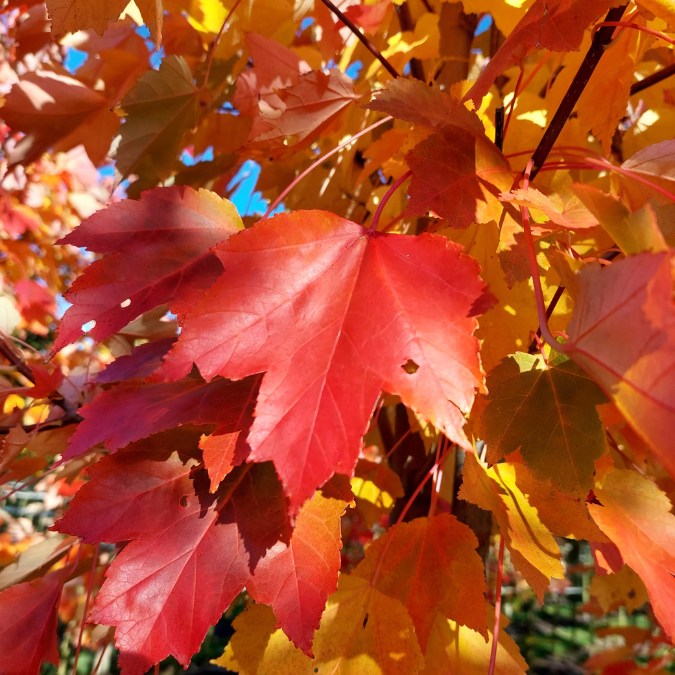 Acer rubrum 'October Glory'