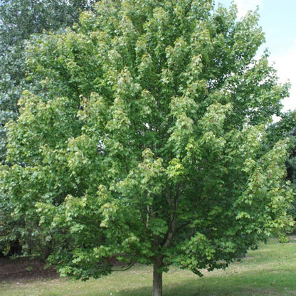 Acer rubrum 'October Glory'