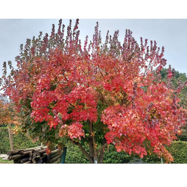 Acer saccharinum