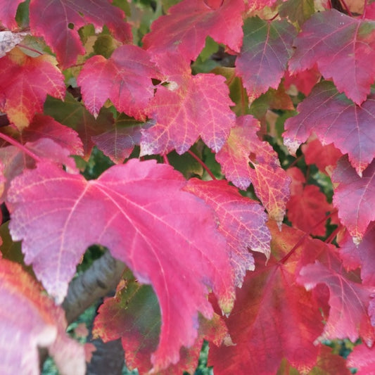 Acer saccharinum