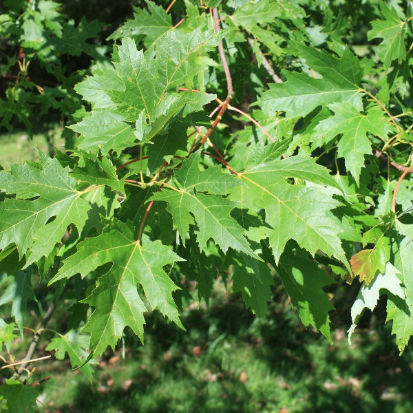 Acer saccharinum