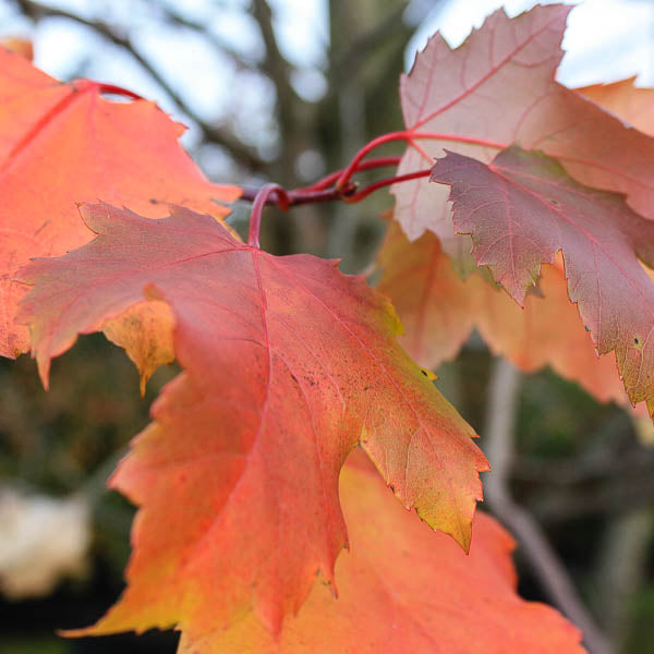 Acer saccharinum