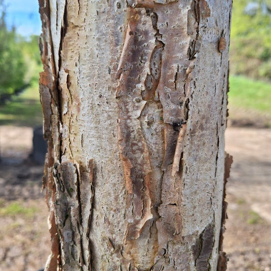 Acer triflorum