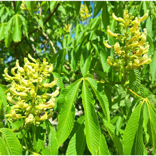 Aesculus flava