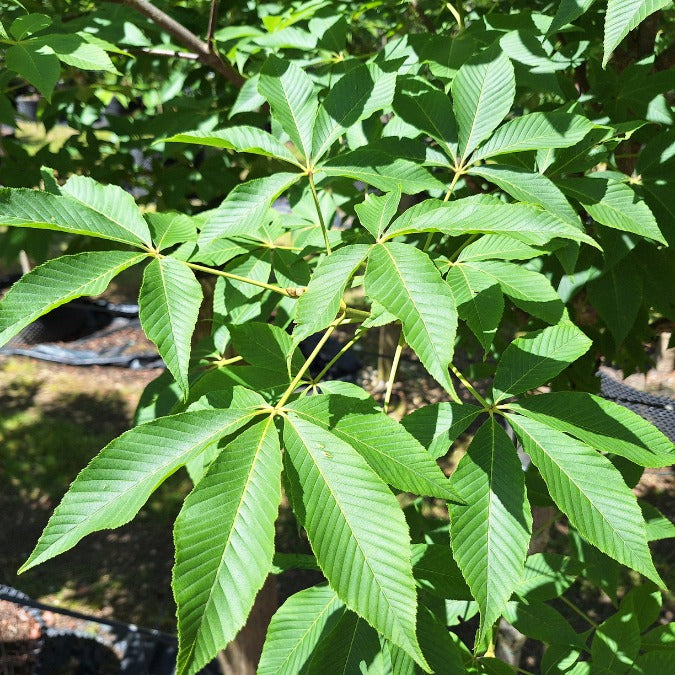 Aesculus flava