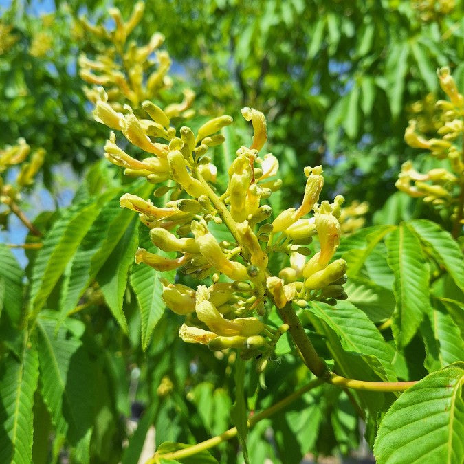 Aesculus flava