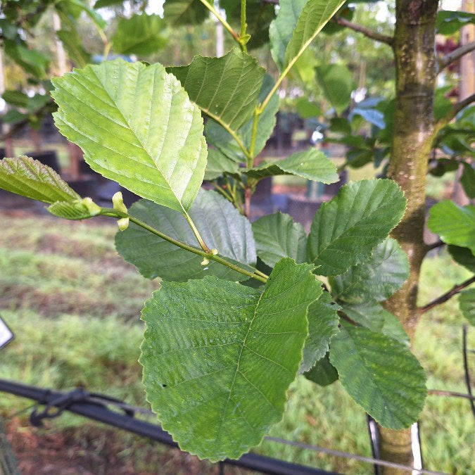 Alnus glutinosa