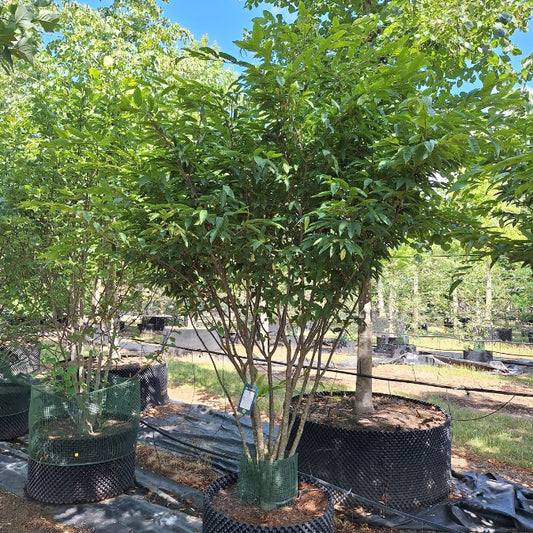 Carpinus japonica 'Chinese Lantern'