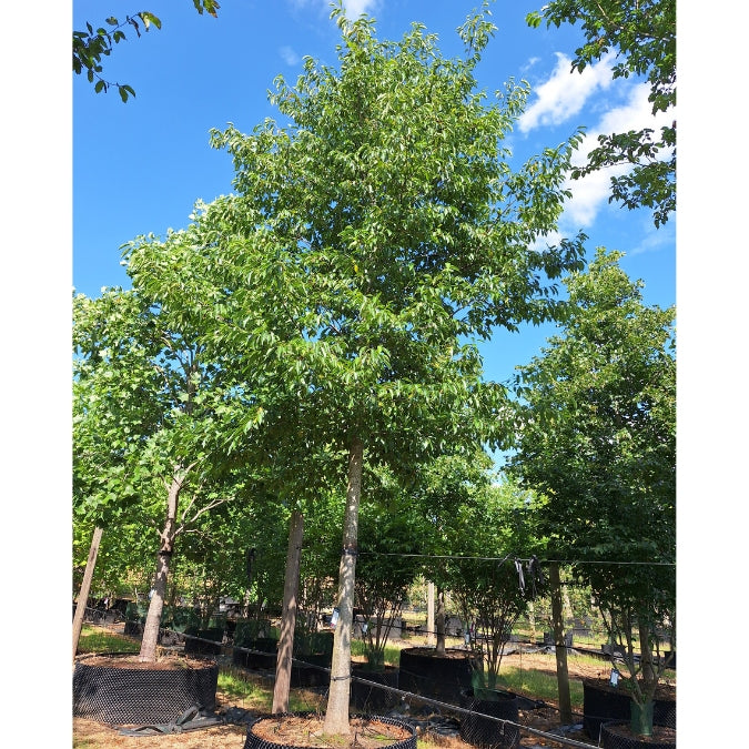 Alnus x spaethii
