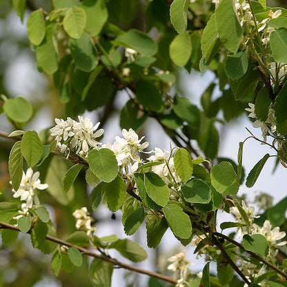 Amelanchier canadensis