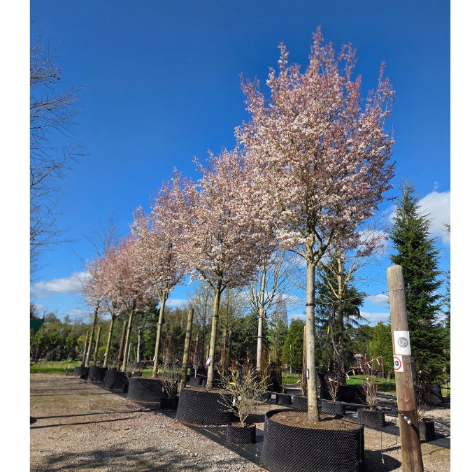 Amelanchier x grandiflora 'Robin Hill'