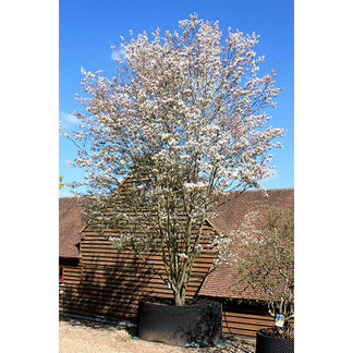 Amelanchier x grandiflora 'Robin Hill' – Majestic Trees