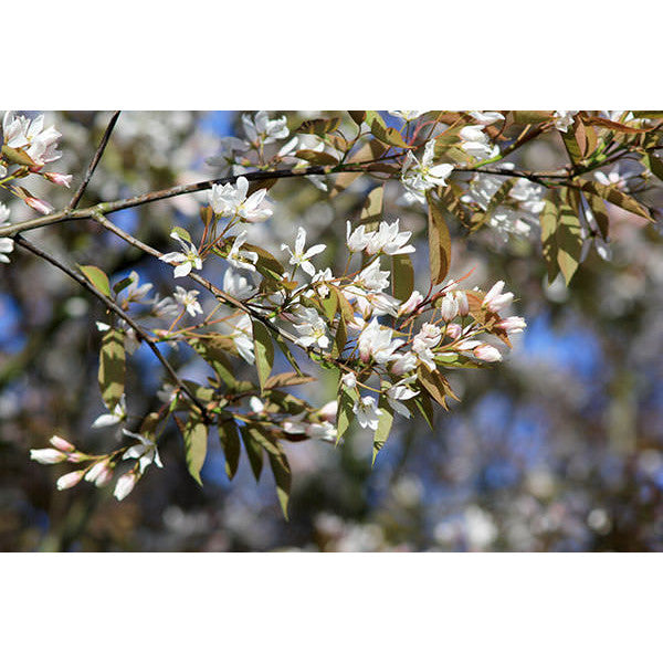 Amelanchier x grandiflora 'Robin Hill' – Majestic Trees