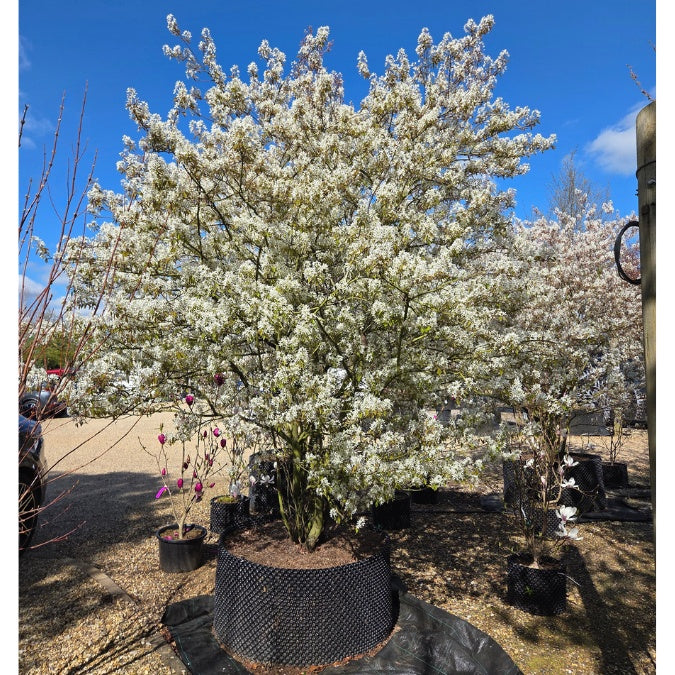 Amelanchier lamarckii
