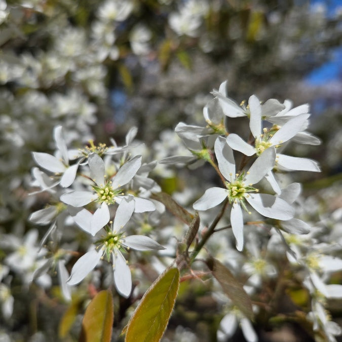 Amelanchier lamarckii