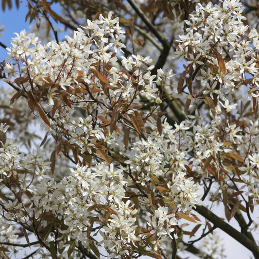 Amelanchier lamarckii