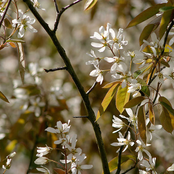 Amelanchier Lamarckii Majestic Trees amelanchier-lamarckii-majestic-trees