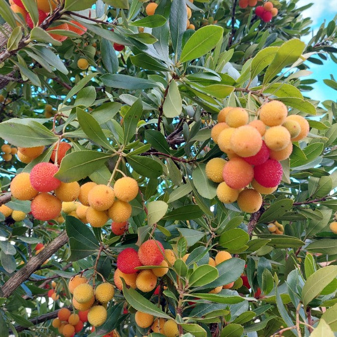 Arbutus unedo – Majestic Trees