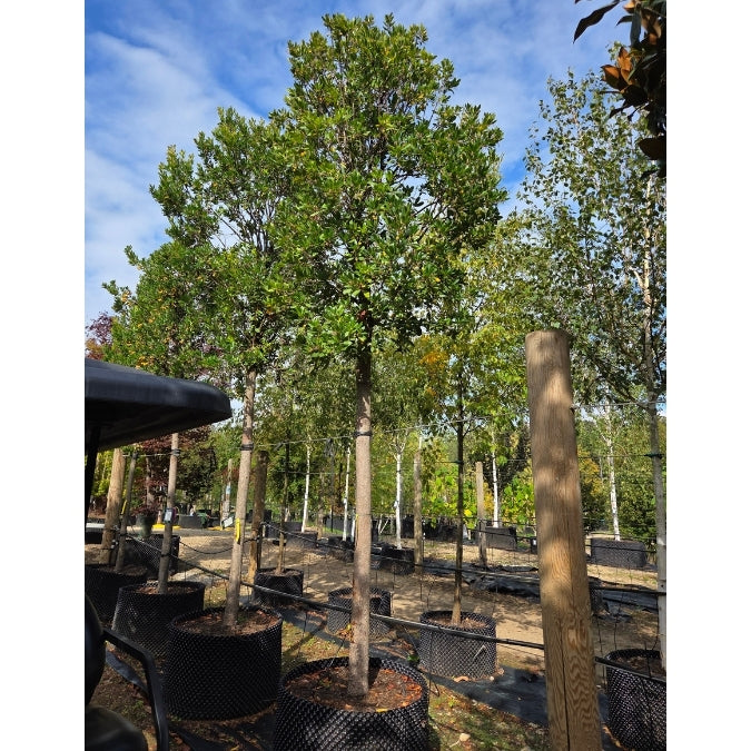 Arbutus unedo