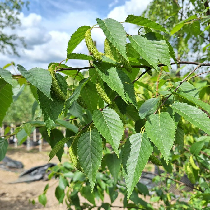 Betula albosinensis 'Fascination'