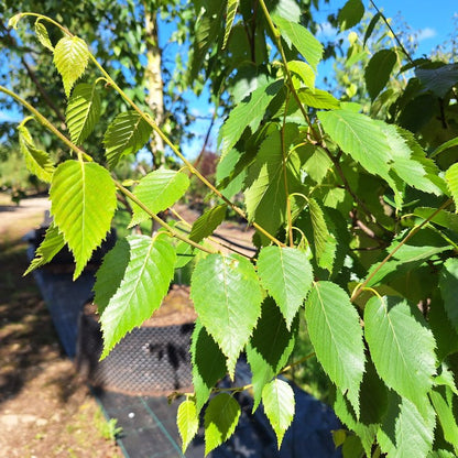 Betula albosinensis 'Fascination'