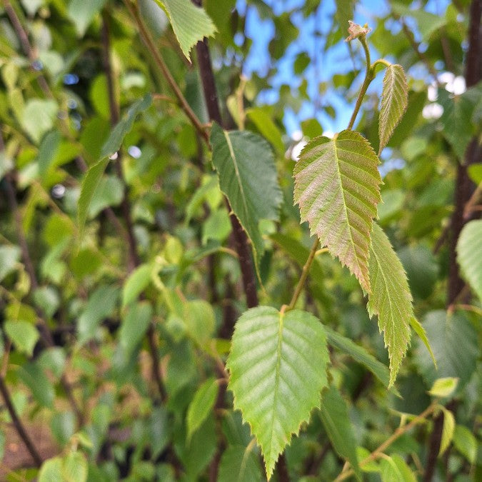 Betula albosinensis 'Fascination'