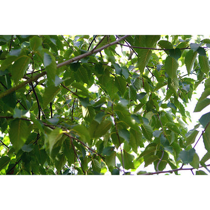 Betula albosinensis 'Fascination'