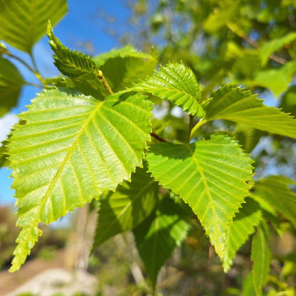 Betula costata