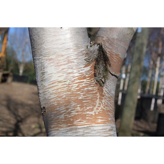 Betula costata