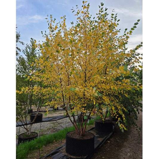Betula nigra