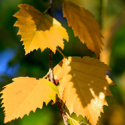 Betula nigra