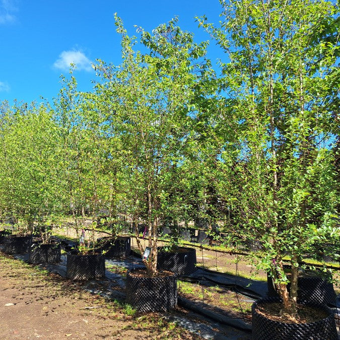 Betula nigra