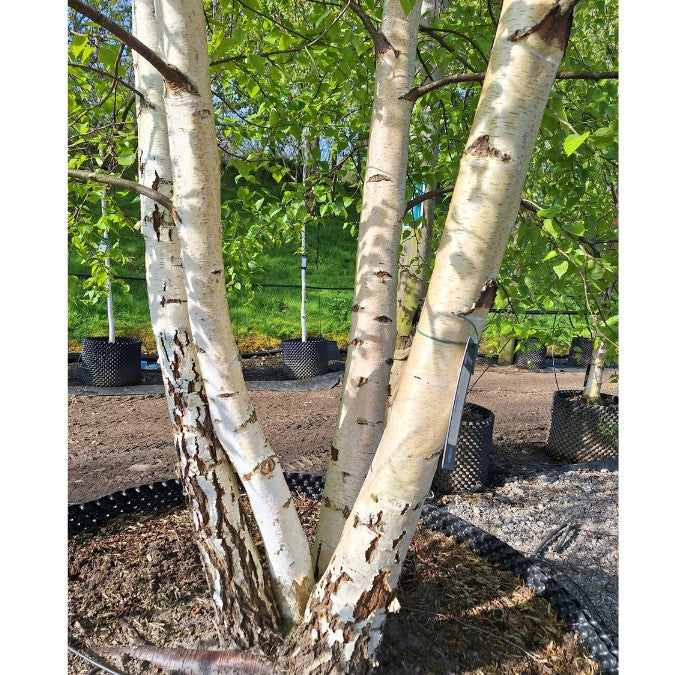 Betula pendula – Majestic Trees