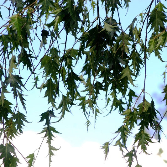 Betula pendula 'Laciniata'